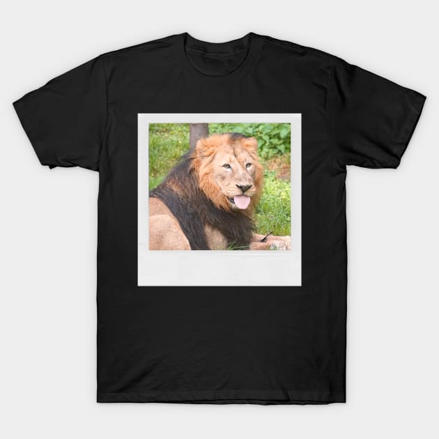 LION Cute Lion With Tonge Out Jungle Nature Cats & Kittens Picture T-Shirt by blueversion